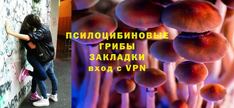 наркота  Похвистнево  Псилоцибиновые грибы Psilocybe 